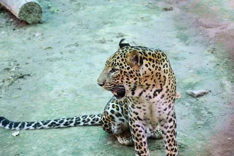 Close portrait of an Indian leopard Fotos Stock