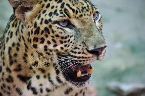 Close portrait of an Indian leopard Fotos Stock