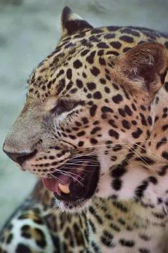 Close portrait of an Indian leopard Fotos Stock