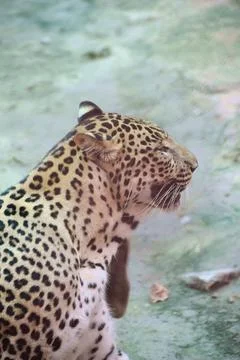 Close portrait of an Indian leopard Fotos Stock