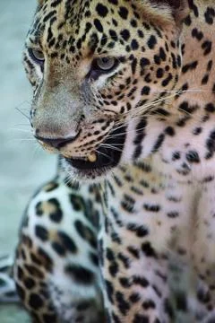 Close portrait of an Indian leopard Fotos Stock