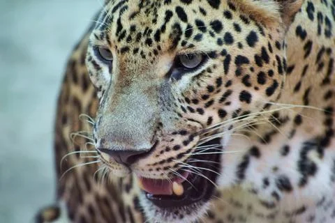 Close portrait of an Indian leopard Fotos Stock