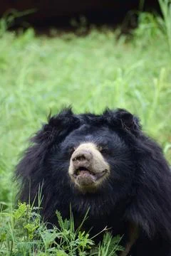 Close portrait of an Indian sloth bear Stock Photos
