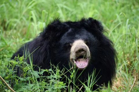 Close portrait of an Indian sloth bear Stock Photos
