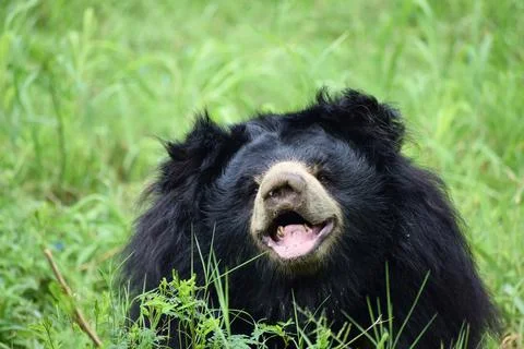 Close portrait of an Indian sloth bear Stock Photos