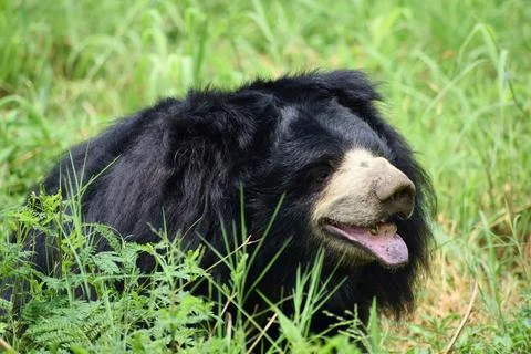 Close portrait of an Indian sloth bear Stock Photos