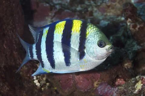 Close-up portrait of an Indo Pacific Sergeant fish (Abudefduf vaigiensis) Stock Photos