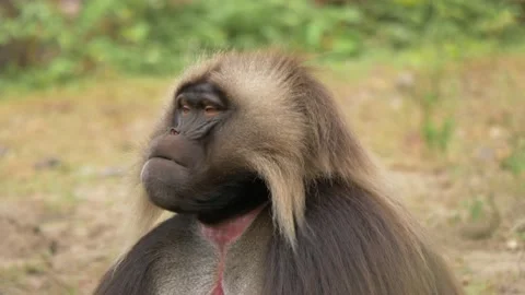 Close-up portrait of an isolated Gelada baboon male looking around with Video stock 163036113