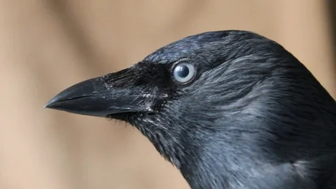 Close-up portrait of a jackdaw 스톡 동영상 73513603
