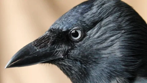 Close-up portrait of a jackdaw Video stock 73513753