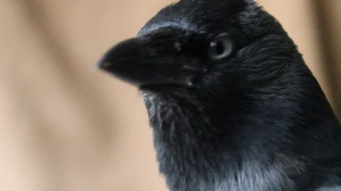 Close-up portrait of a jackdaw Vídeos de archivo 73513890