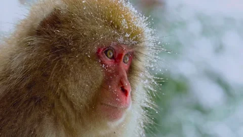 Close up portrait of Japanese macaque covered in snow Stock Footage 345100889