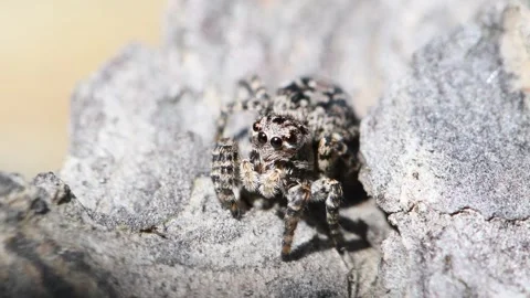 Close-up portrait of jumping spider. Stock Footage 309393450