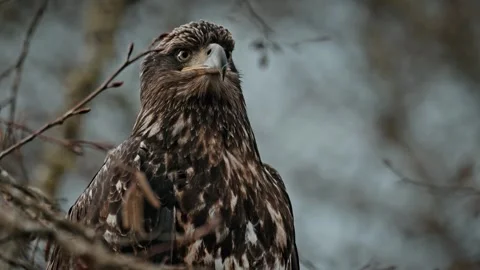 Close-Up Portrait of a Juvenile Bald Eagle Perched Among Bare Branches Stock Footage 315091104