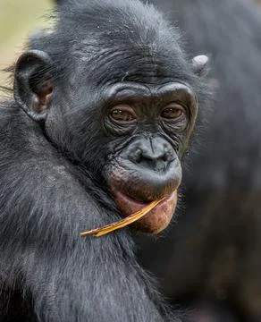 Close up Portrait of a juvenile bonobo. Cub of a Chimpanzee bonobo ( Pan pani Stock Photos