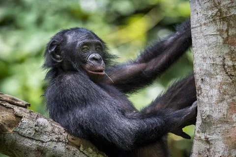 The close-up portrait of juvenile Bonobo ( Pan paniscus) on the tree in natur Stock Photos