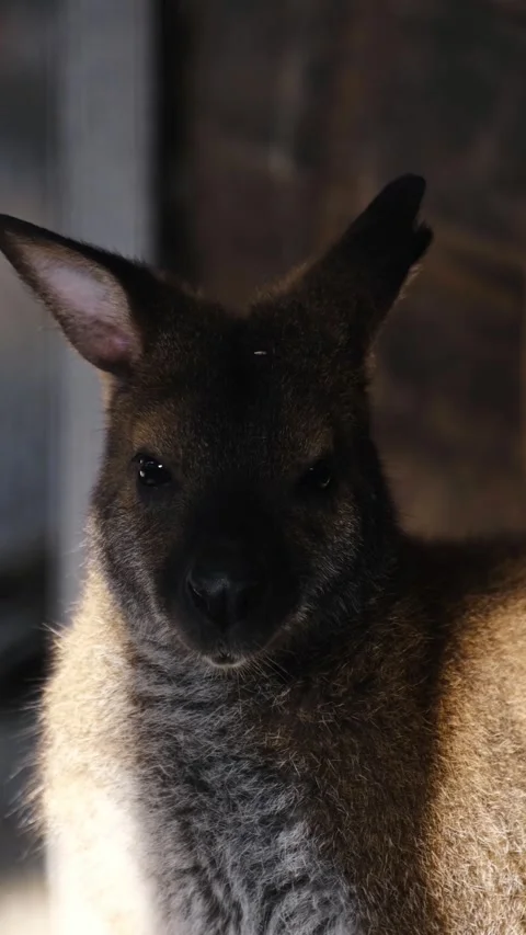 Close-up portrait of a kangaroo inside a zoo enclosure, softly lit by sunlight Stock Footage 327538082