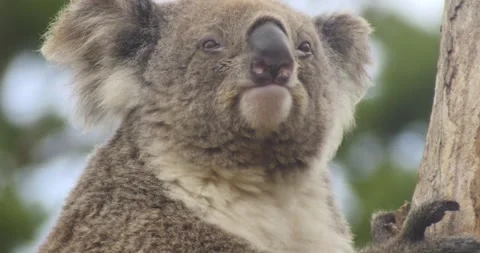 Close-up portrait of a koala perched on a eucalyptus tree branch. Stock Footage 296857849
