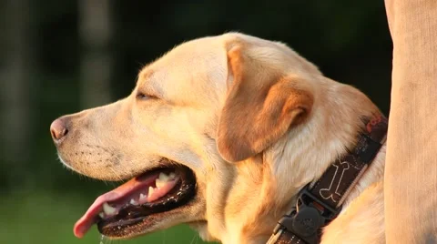 Close up portrait of a labrador Stock Footage 50747428