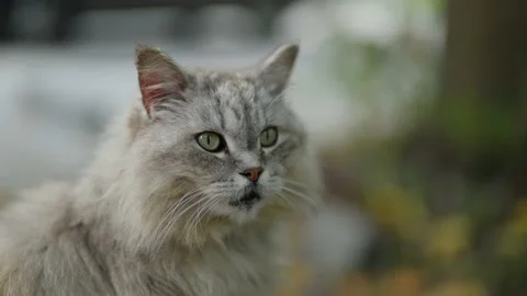 Close-up portrait of a large cat looking around. beautiful cat look Video stock 162653166