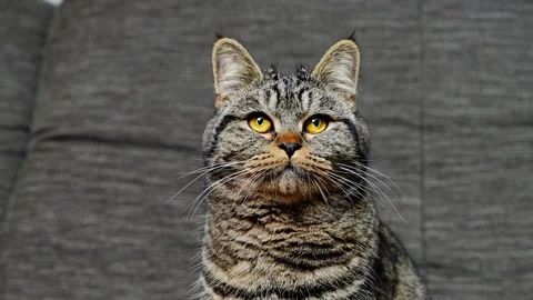 Close up portrait of large striped cat sitting on sofa at home. Stock Footage 329014051