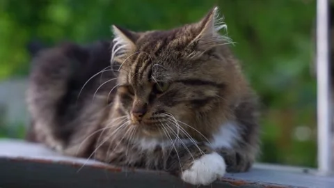 Close-up portrait of a large striped stray cat lying on a gray bench. Stock Footage 220283849