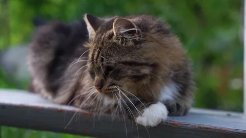 Close-up portrait of a large striped stray cat lying on a gray bench. Stock Footage 220713482