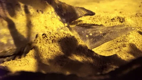 Close-up portrait of The leatherback sea turtle Dermochelys coriacea. Video stock 296481005