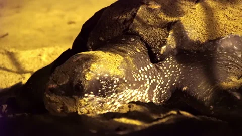 Close-up portrait of The leatherback sea turtle which covers and masks the nest. Stock-Footage 296481045