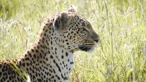 Close Up Portrait Of Leopard On Hunt Looking Out For Prey From Hiding Stock Footage 198155018