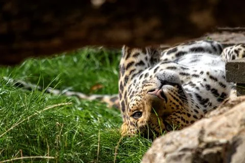A close up portrait of a leopard lying on its back in the grass. The carnivor Stock Photos