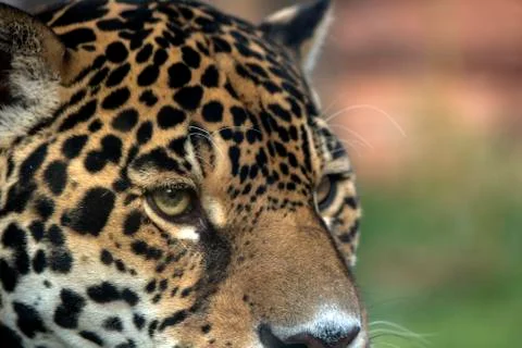 Close-up portrait of a leopard Stock Photos