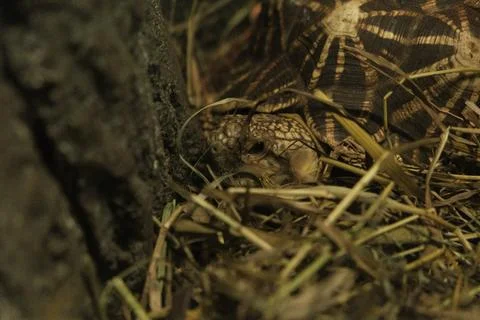Close-up portrait of a leopard tortoise peeking out from dry grass and straw Stock Photos