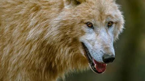 Close up portrait of a light colored wolf with intense eyes Stock Photos