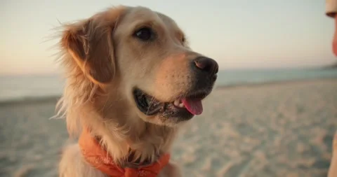 Close-up portrait of a light dog on the beach. Cute big dog looking at the 動画素材 243492767