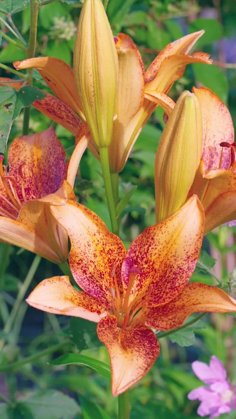 Close-up portrait lily cluster with closed buds beside open speckled orange blos Stock Footage 341663792