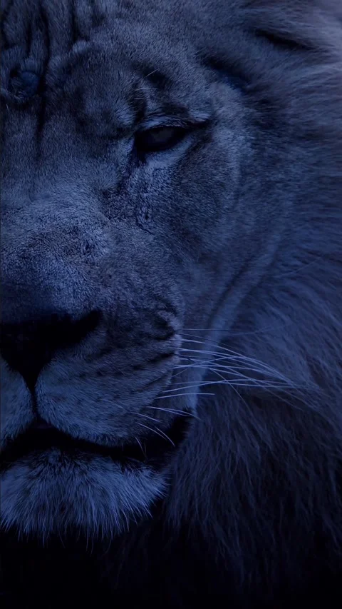 Close up portrait of a lion Stock Footage 275173466