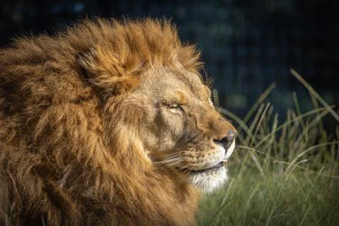 Close up portrait of a lion Stock Photos