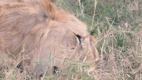 Close up Portrait of Lion resting in grass and eyes blinking in Maasai Mara Stock Footage 98354526