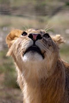 Close-up portrait of a lioness. She looks up. Stock Photos