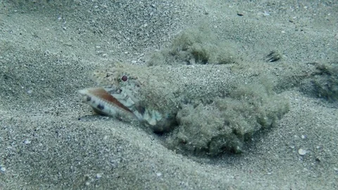 Close-up portrait of Lizard fish lies on seabed and sprinkles itself with sand Stock Footage 127192758