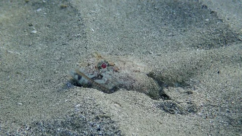 Close-up portrait of Lizard fish lies on sandy bottom in sun`s rays. Slender Stock Footage 127494541