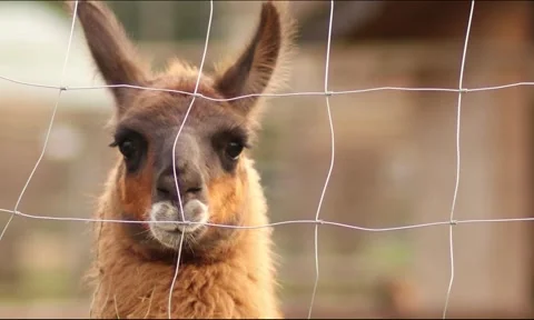 A close-up portrait of a llama Stock Footage 293290623