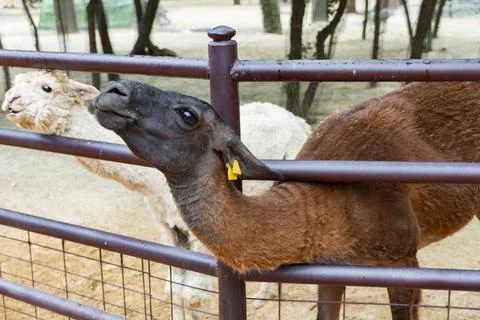 Close Up Portrait of a Llama Looking at Camera in Zoo Stock Photos
