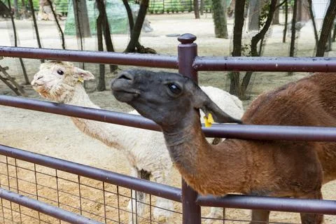Close Up Portrait of a Llama Looking at Camera in Zoo Stock Photos