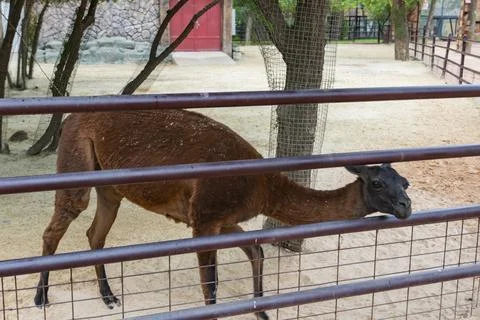 Close Up Portrait of a Llama Looking at Camera in Zoo Stock Photos