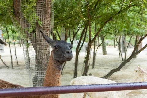 Close Up Portrait of a Llama Looking at Camera in Zoo Stock Photos