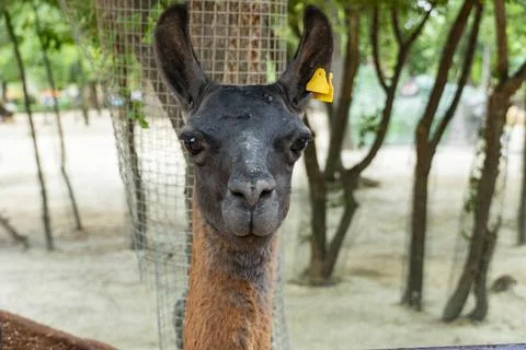 Close Up Portrait of a Llama Looking at Camera in Zoo Stock Photos