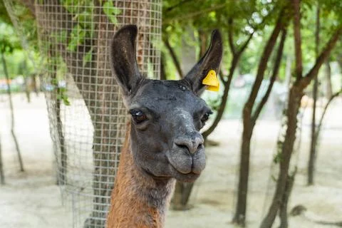 Close Up Portrait of a Llama Looking at Camera in Zoo Stock Photos