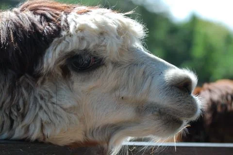 A Close up portrait of a llama Stock Photos